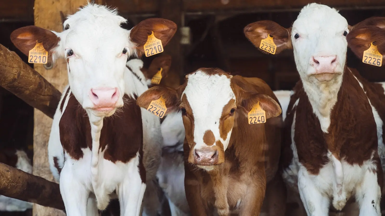 Cattle with identification tags on their ears