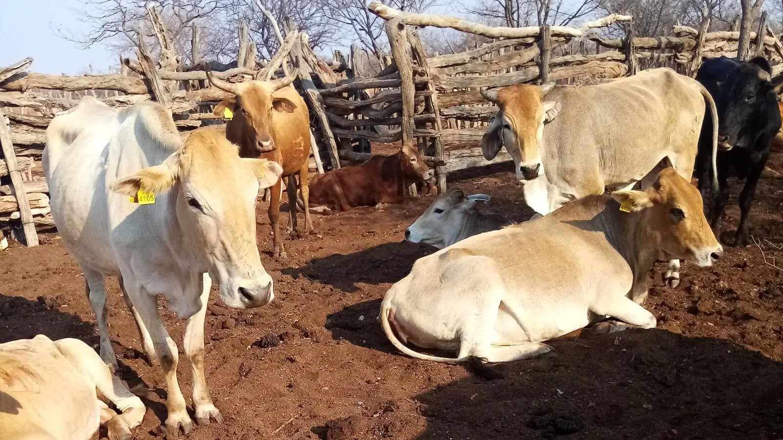 Cattle wearing identification ear tags