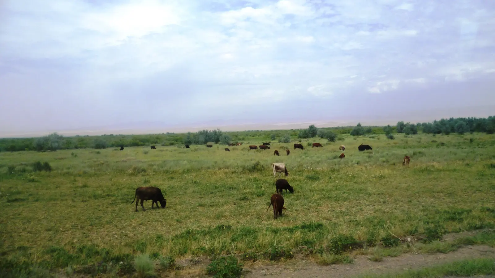 Cattle grazing in Almaty Region, Kazakhstan