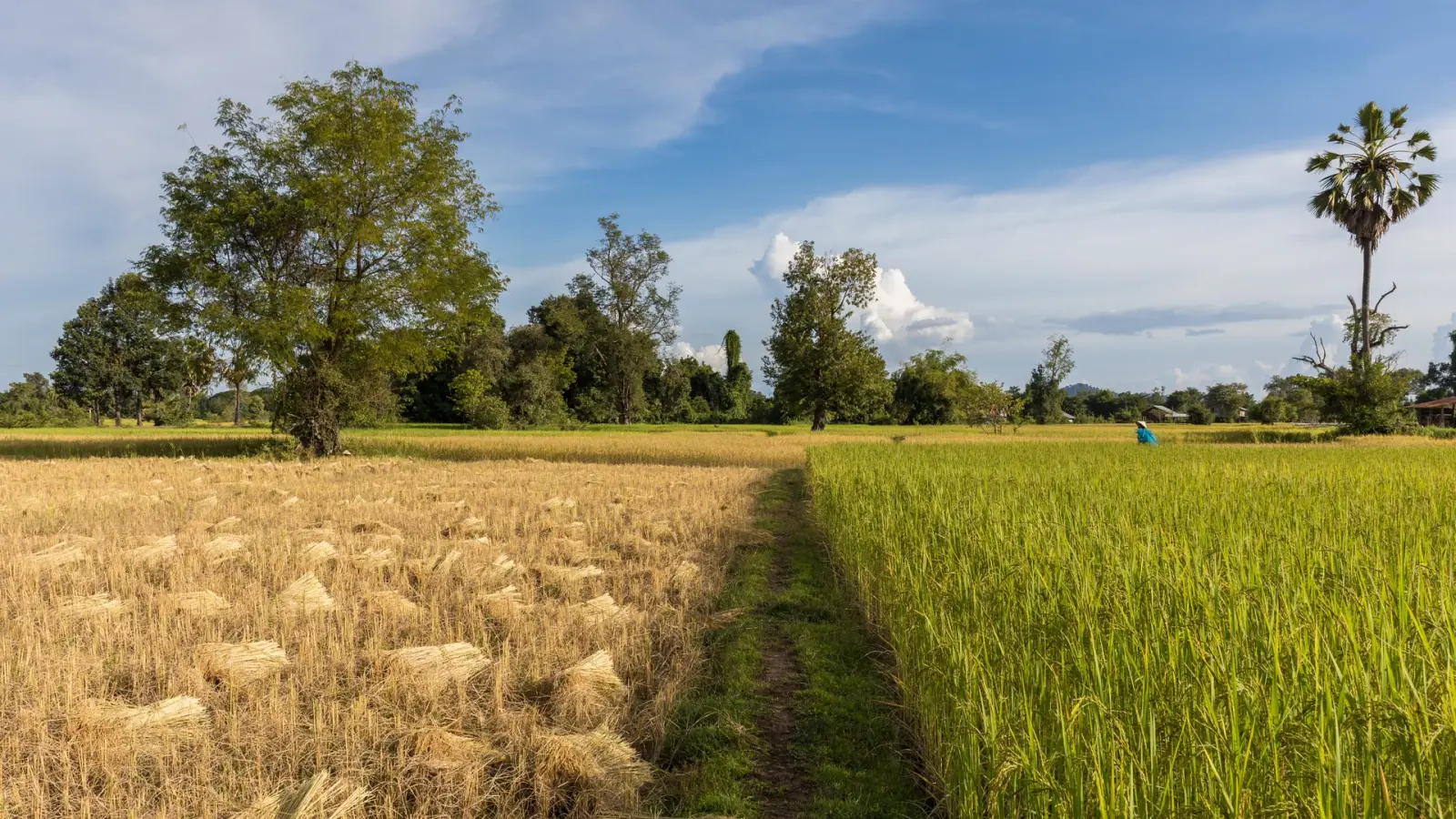 Rice fields at different stages of maturity
