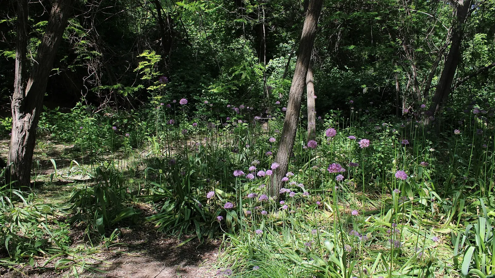 Tashkent Botanical Garden