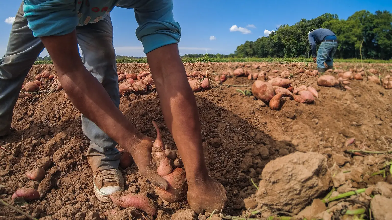 Workers harvesting sweet potatoes on a farm in Virginia