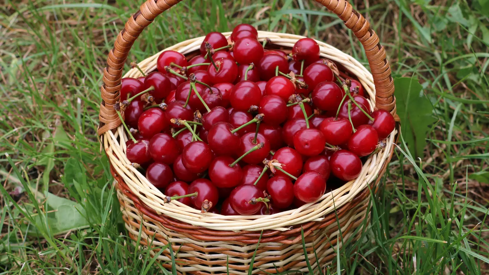A basket of fresh cherries