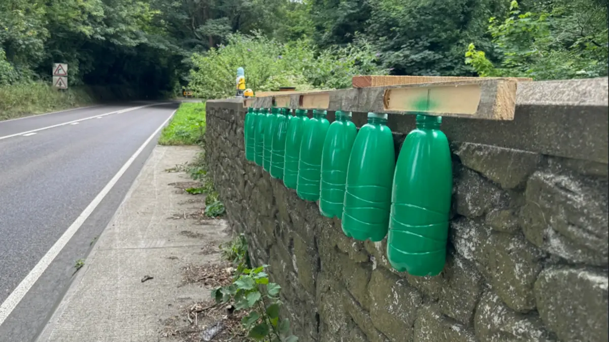 Green bottles on a roadside wall in Cornwall