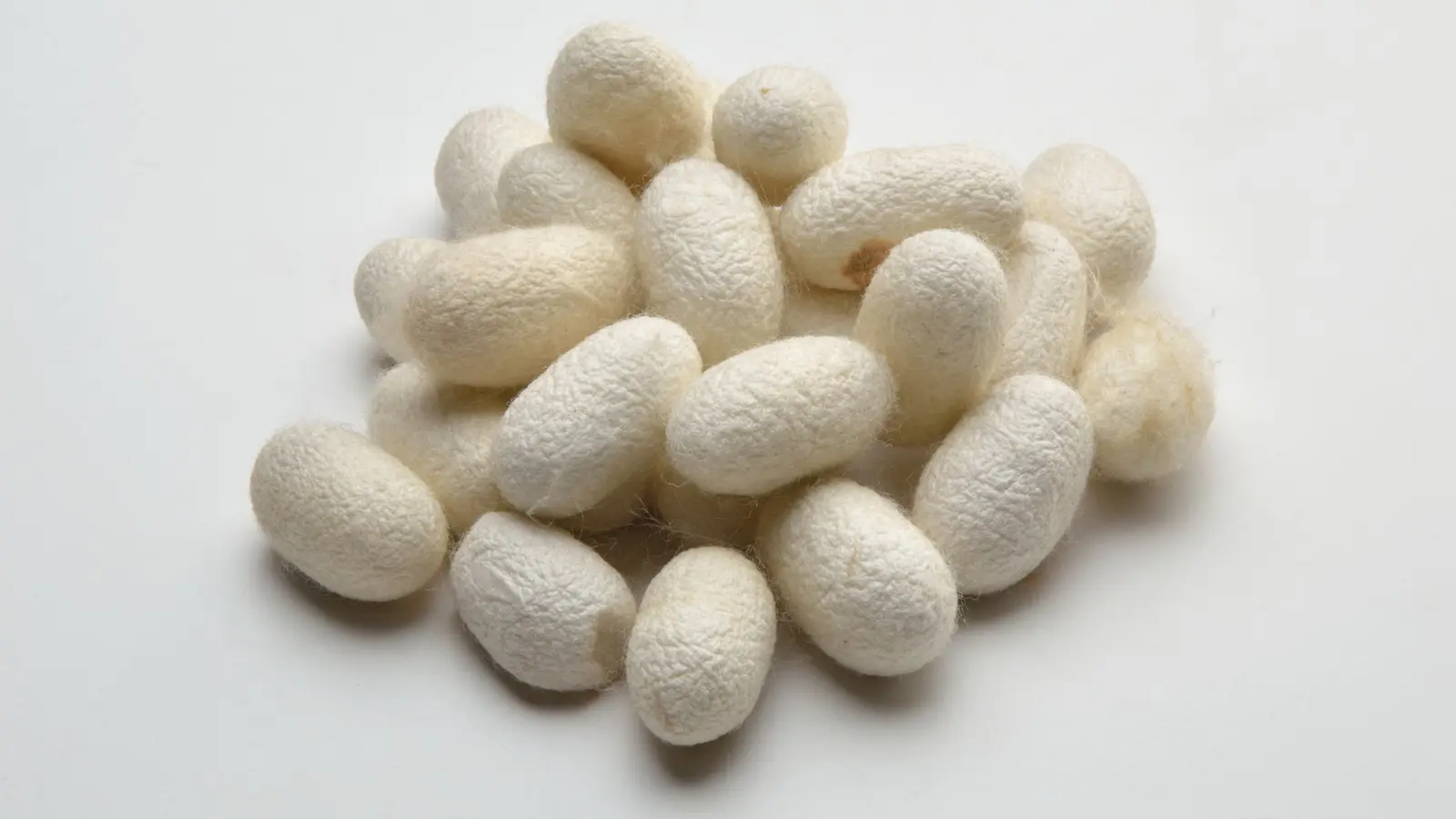 Modern Bombyx mori cocoons from Assam, contextual photograph