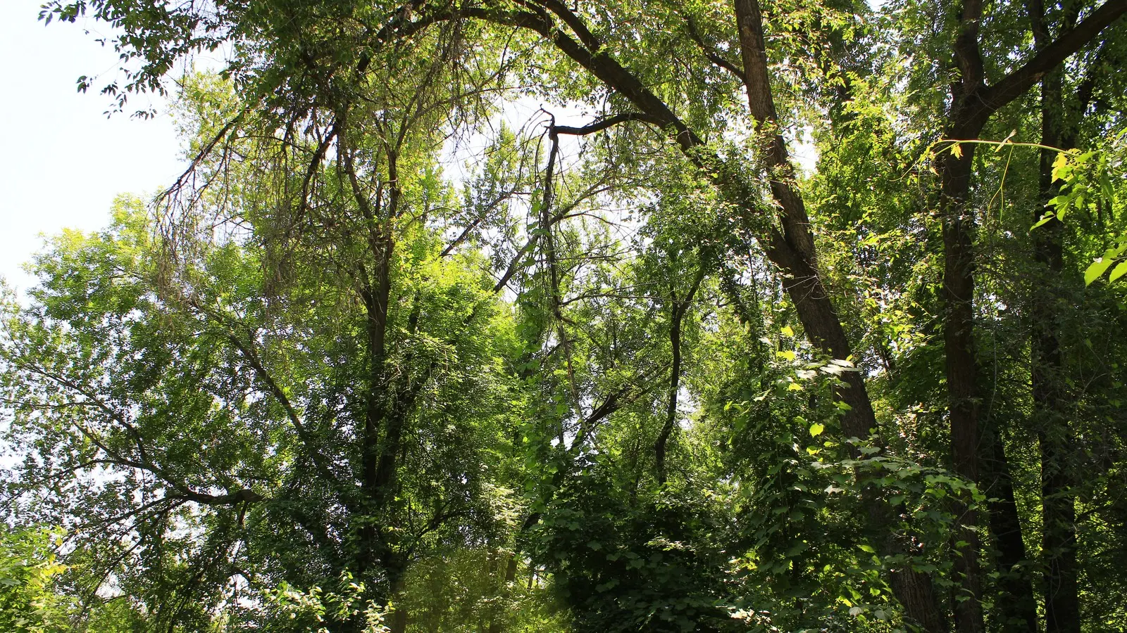 A sunny summer day in Tashkent Botanical Garden, illustrative photo