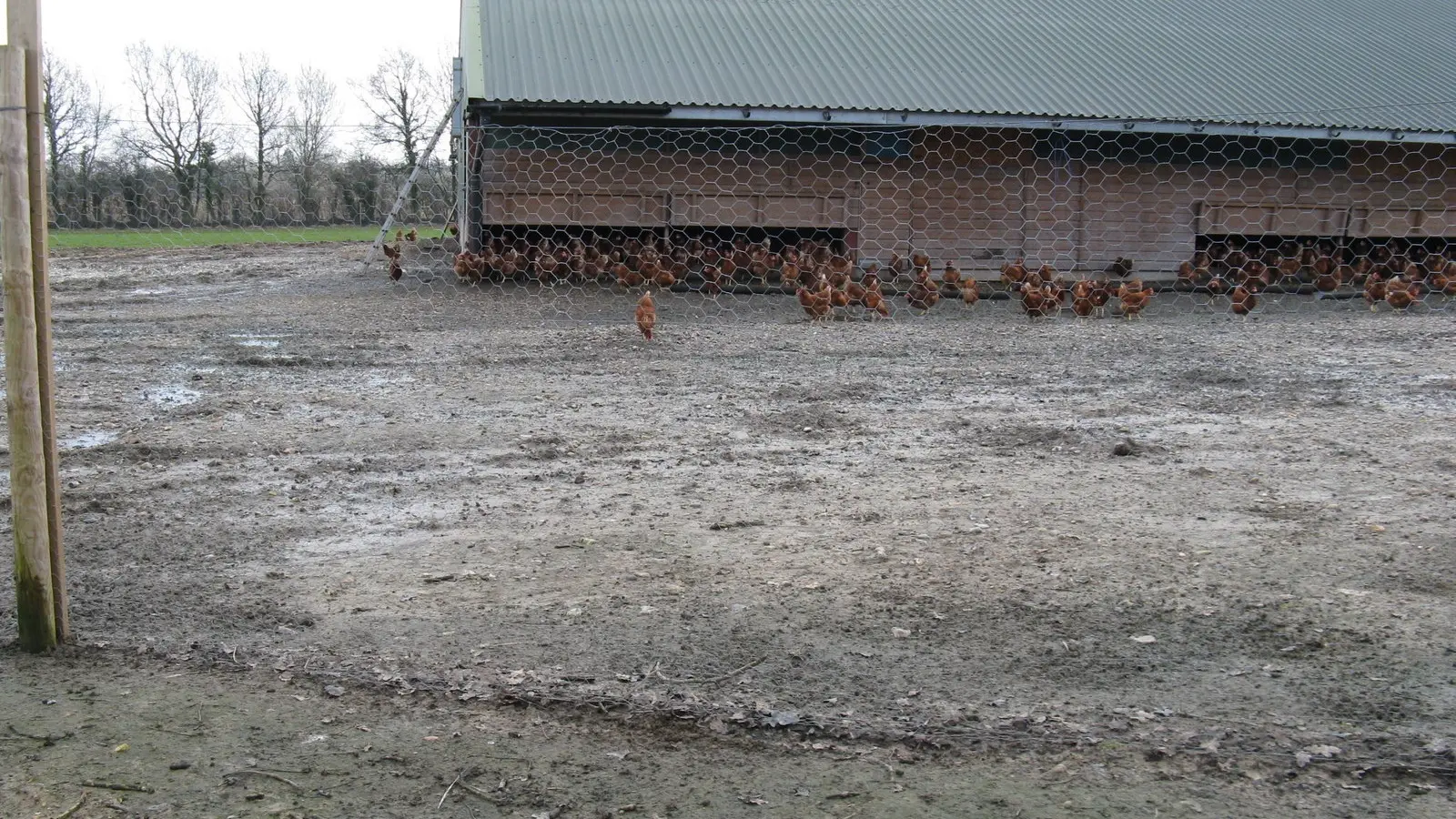 Chickens on a poultry farm, illustrative photo
