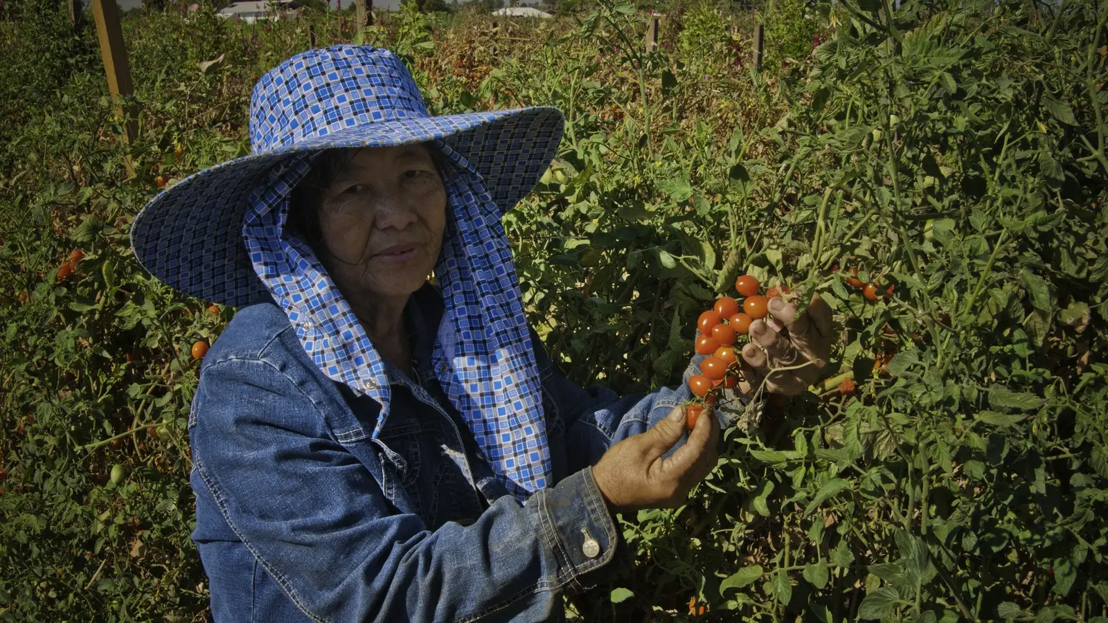 Farmer harvesting tomatoes in California — context photo